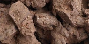 Moringa Seed Oil Cake