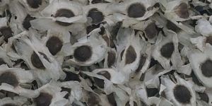 Moringa Seeds