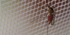 Mosquito Net Installation Service