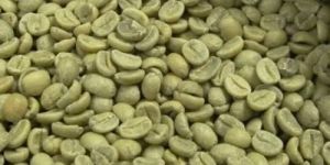 Green Robusta Coffee Beans