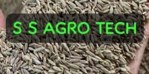 Europe Cumin Seeds