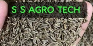 Singapore Cumin Seeds