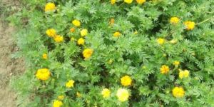 Marigold Plant