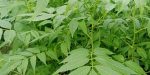 NEEM PLANTS