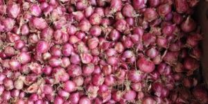 Shallot Onions