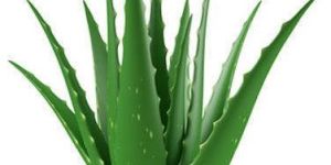 Alovera Leaves