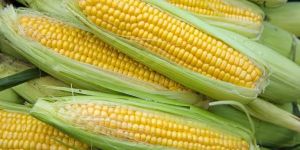 Sweet Corns