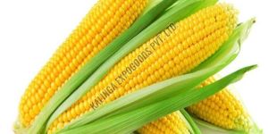 Yellow Corn