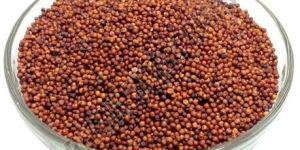 Finger Millet Seeds