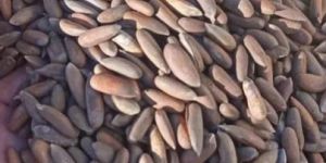 Pine Nuts