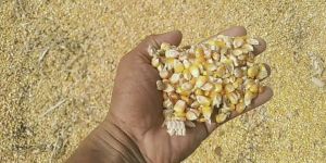 Maize Animal Feed