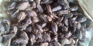 Black Cardamom