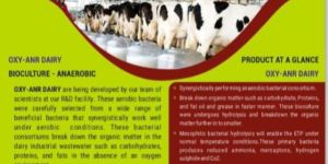 Anaerobic Bio Culture for Dairy Wastewater Treatment