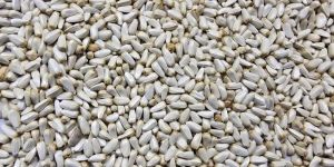 SAFFLOWER SEEDS (CARTHAMUS TINCTORIUS)