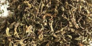 Tulsi Leaves Dried