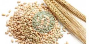 BARLEY FOR CATTLE FEED