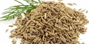 Cumin Seeds