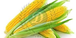 Maize