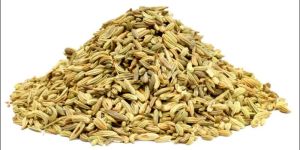 Fennel Seeds