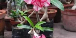 Adenium Grafted Plant