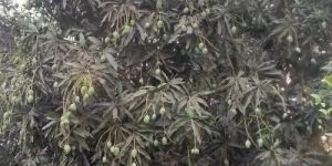 Alphonso Mango Plant