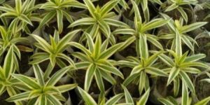 Dracena Variegata Plant