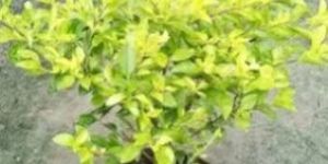 Duranta Golden Plant