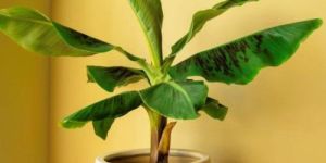 Fresh Banana Plant