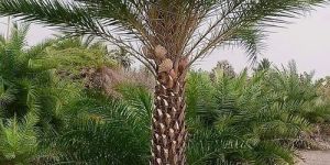 Landscaping Date Palm Trees