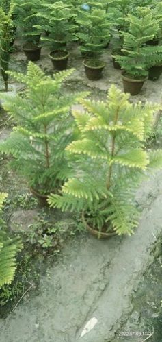 Natural Christmas Trees