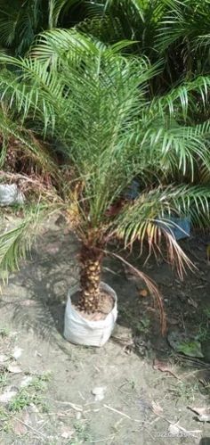 Phoenix Palm Plant