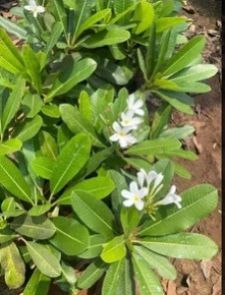 Plumeria Champa Plant