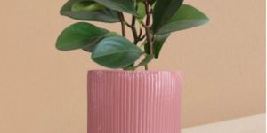 Baby Rubber Red Edge Plant in Ceramic Pot (Medium)