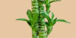 Lotus Bamboo Plant (Small) in Eco Pot