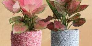 Lovely Pink Duo Plant