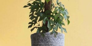 monstera minima x-large plant