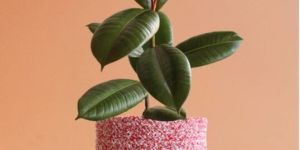 Rubber Plant Green (Large)