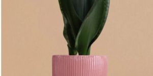 Snake Plant Whitney in Ceramic Pot (Medium)