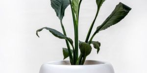 Apple Designer Flower Pot