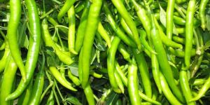 Green Chilli