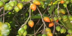 Molsari or Bakul Plant