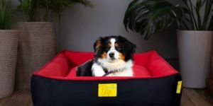 LOUNGER BEDS FOR PETS