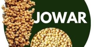 Jowar Millet Wholegrains Sorghum
