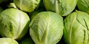 Organic Fresh Cabbage