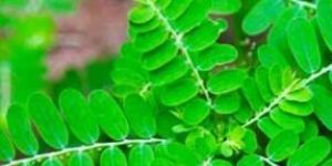 Phyllanthus Amarus Extract