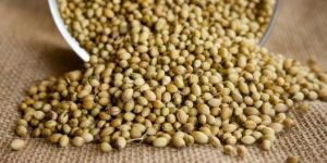 Coriander Seeds