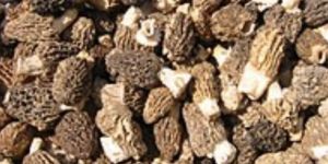 Dried Gucchi Mushroom