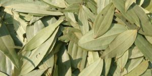 Bay Leaf
