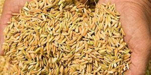 Paddy Seed