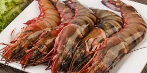 Tiger Prawns